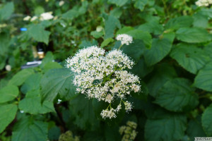 Dichroa febrifuga Gent    